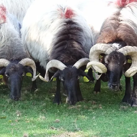 D'hôtes Idiartekoborda Couette-café